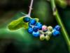 Berries
