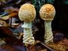 Two Mushrooms