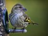 Goldfinch