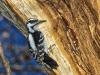 Woodpecker
