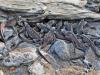 Marine Iguanas