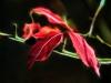 Fall Leaves #2