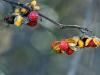 Red Berries