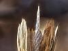 Seed Pod