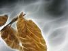 Leaf in Winter