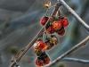 Berries in Winter