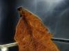Leaf of Winter