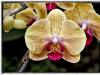 Orchid