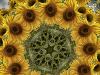 Sunflower #2