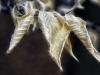 Winter Leaves