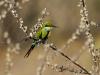Swallow-tailed Bee-eater