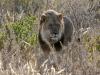 Black Maned Lion