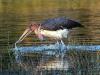 Marabou Stork