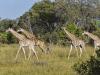 Giraffes