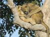 Baboons Grooming