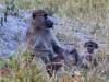 Baboons