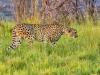 Cheetah