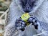 Vervet Monkey