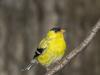 American Goldfinch