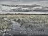 Botswana Landscape