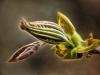 Spring Bloom