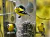 Goldfinch
