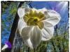 Daffodil