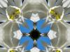 Daffodil #1