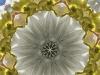 Daffodil #3