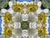 Daffodil #4