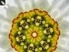 Daffodil #5