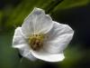 White Flower
