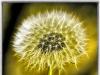 Going to Seed