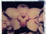 orchid5